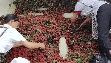 慕了！湖南一学校买1万多公斤荔枝给师生 校方：怕吃上火分三天发