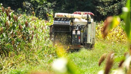 毕节黔西：高粱秋收好“丰”景