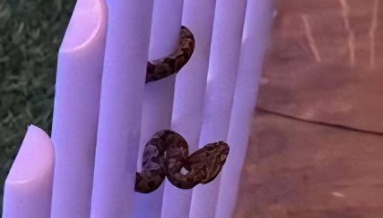 九寨沟一酒店大堂惊现毒蛇，小孩以为是假蛇还去摸了，店方：已放生并进行消杀