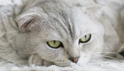 赣州市章贡区花姐酿酒坊（个体工商户）成立 注册资本10万人民币