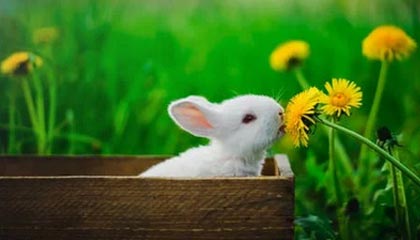 成都市龙泉驿区肖姐元气酒类经营部（个体工商户）成立 注册资本2万人民币