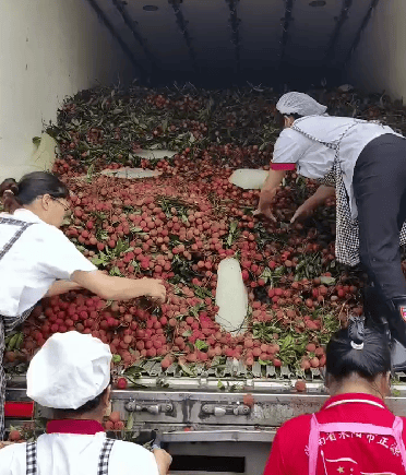 慕了!湖南一学校买1万多公斤荔枝给师生 校方:怕吃上火分三天发