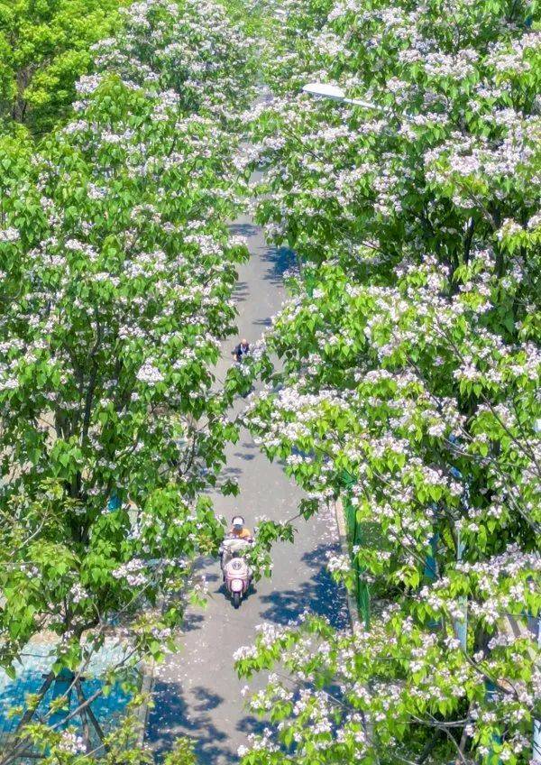 武汉这条路上大量出现，长达1米！到底是啥？