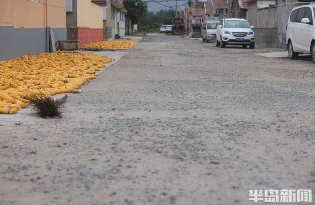 即墨尹家村万亩沥青路通车 秋收运输告别"颠簸时代"