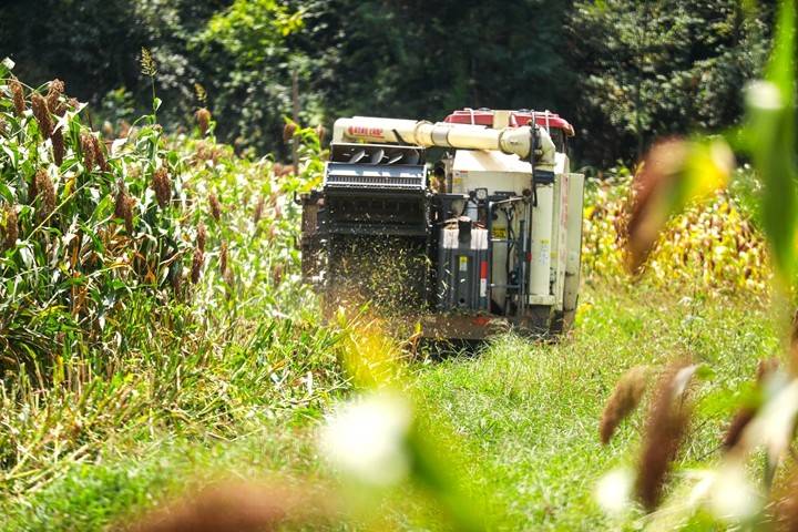 毕节黔西：高粱秋收好“丰”景