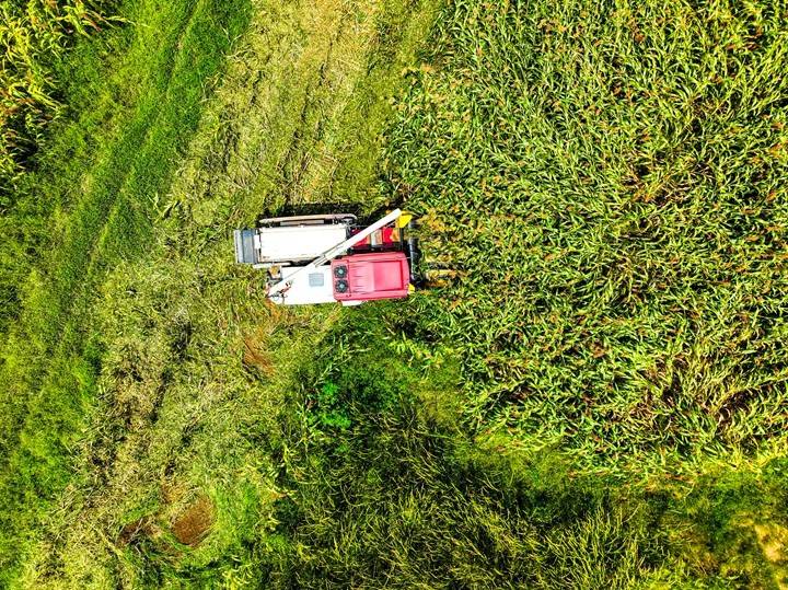 毕节黔西：高粱秋收好“丰”景
