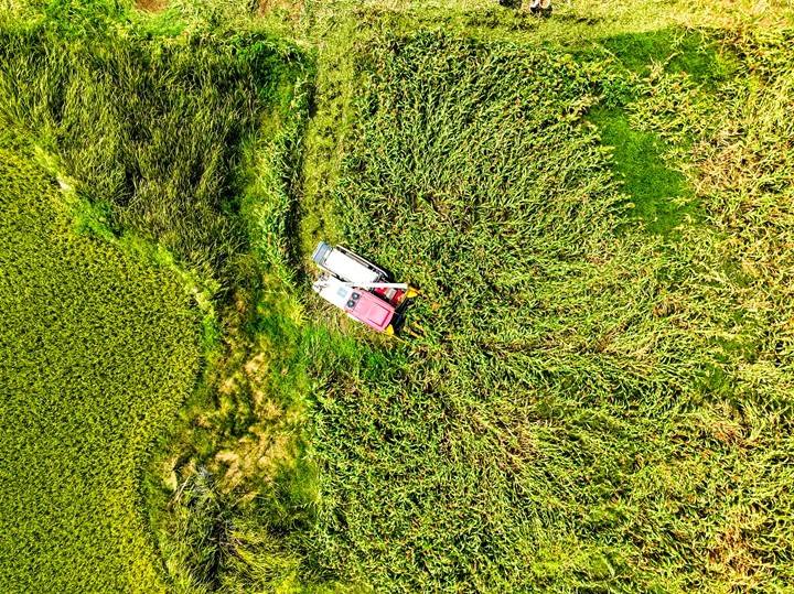 毕节黔西：高粱秋收好“丰”景