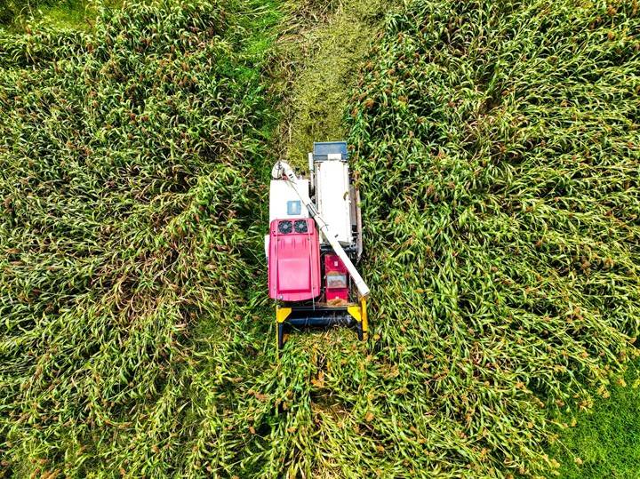 毕节黔西：高粱秋收好“丰”景