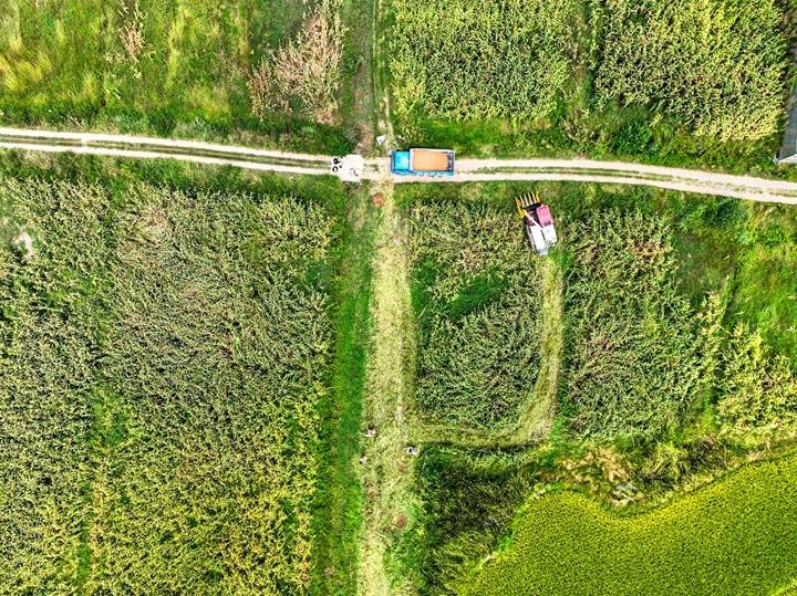毕节黔西：高粱秋收好“丰”景