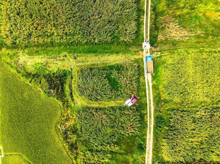 毕节黔西：高粱秋收好“丰”景