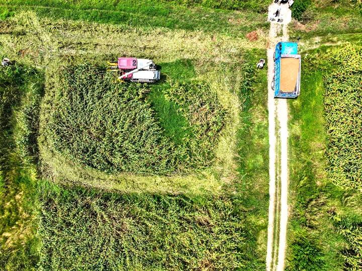 毕节黔西：高粱秋收好“丰”景