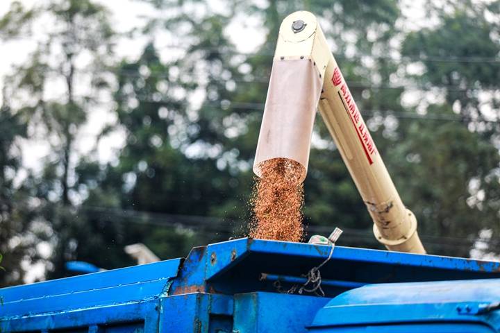 毕节黔西：高粱秋收好“丰”景
