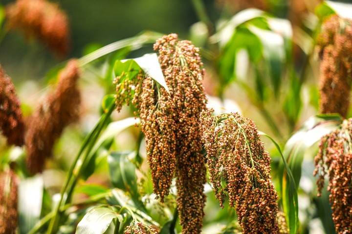 毕节黔西：高粱秋收好“丰”景