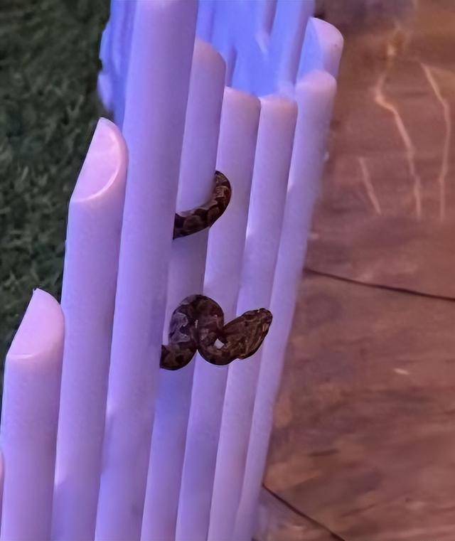 九寨沟一酒店大堂惊现毒蛇，小孩以为是假蛇还去摸了，店方：已放生并进行消杀