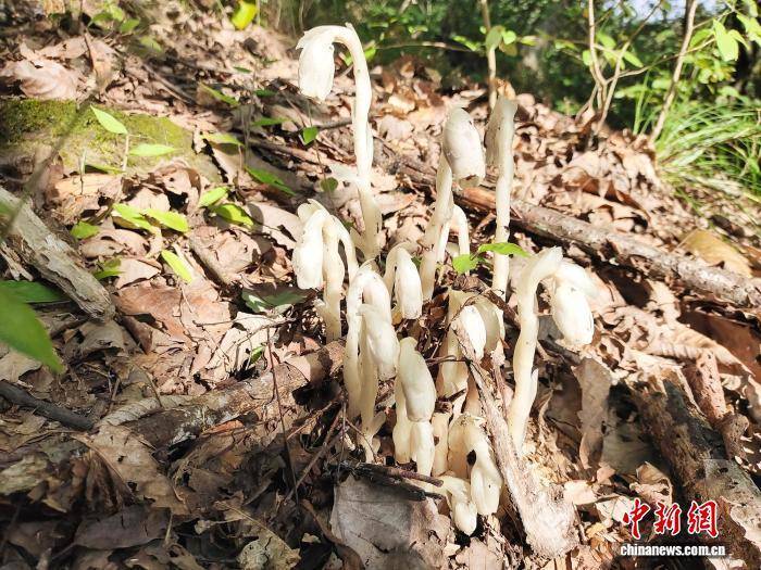 湖北竹山天堂林场发现国家近危级珍稀植物水晶兰
