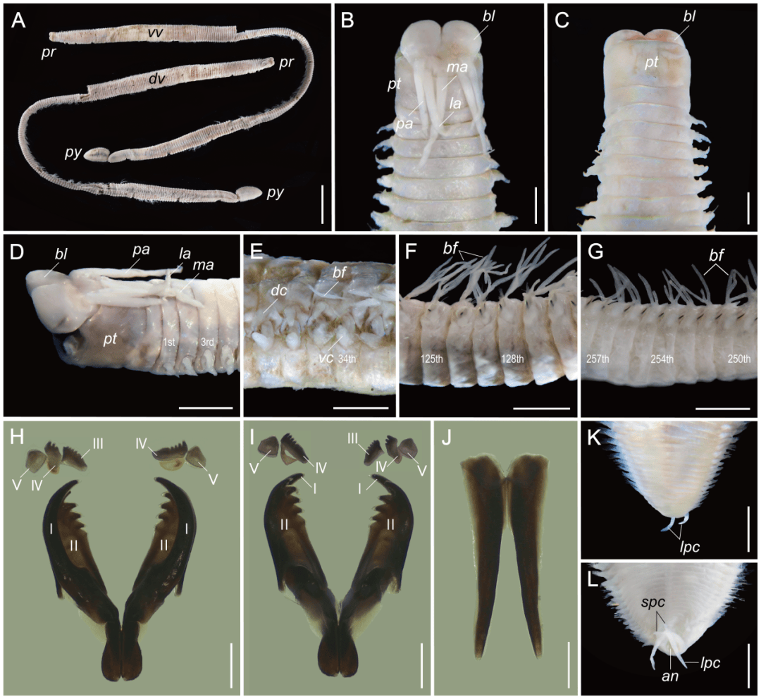 取名“福建岩虫”！厦大团队发现中国海岩虫属新物种