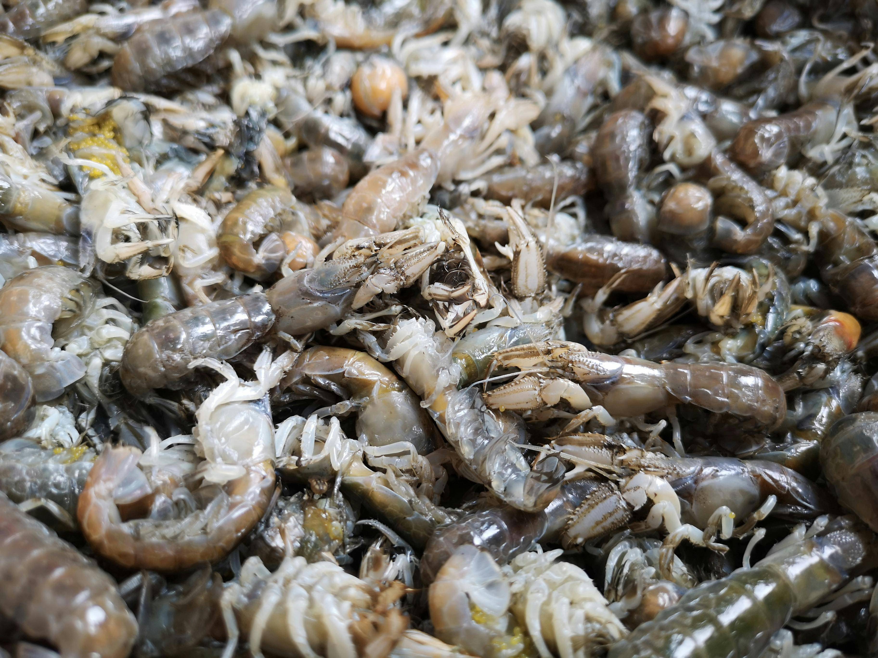蒜苔炒肉的终极烹饪技巧:家常美味背后的鲜嫩秘密